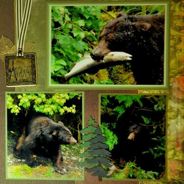 Anan Creek Bears - Alaska - RIGHT SIDE
