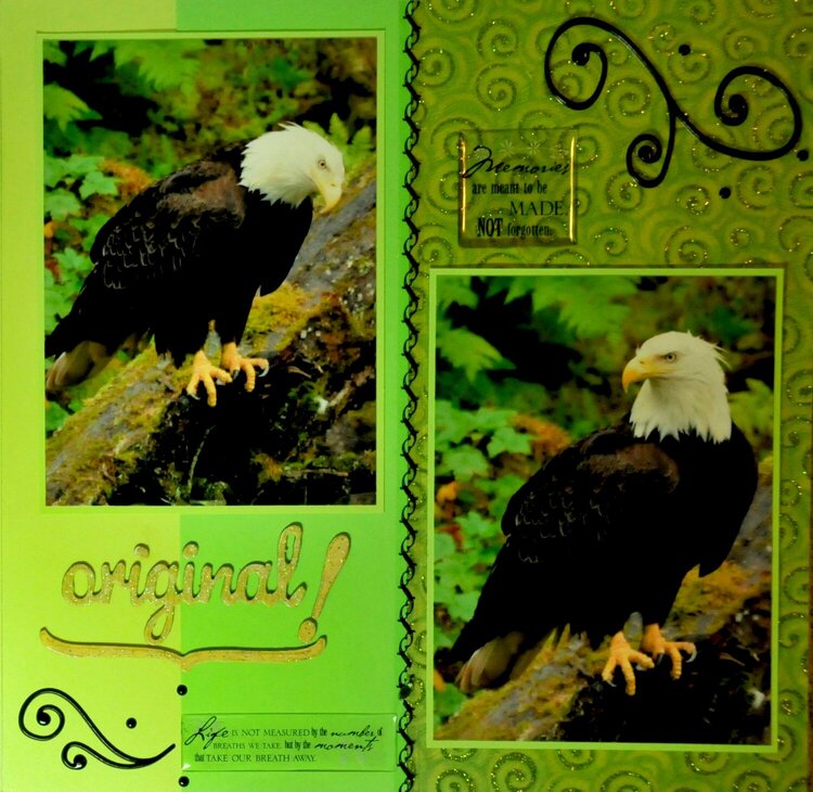 Anan Creek Eagle, Alaska - RIGHT SIDE