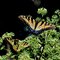 Butterflies in my yard!