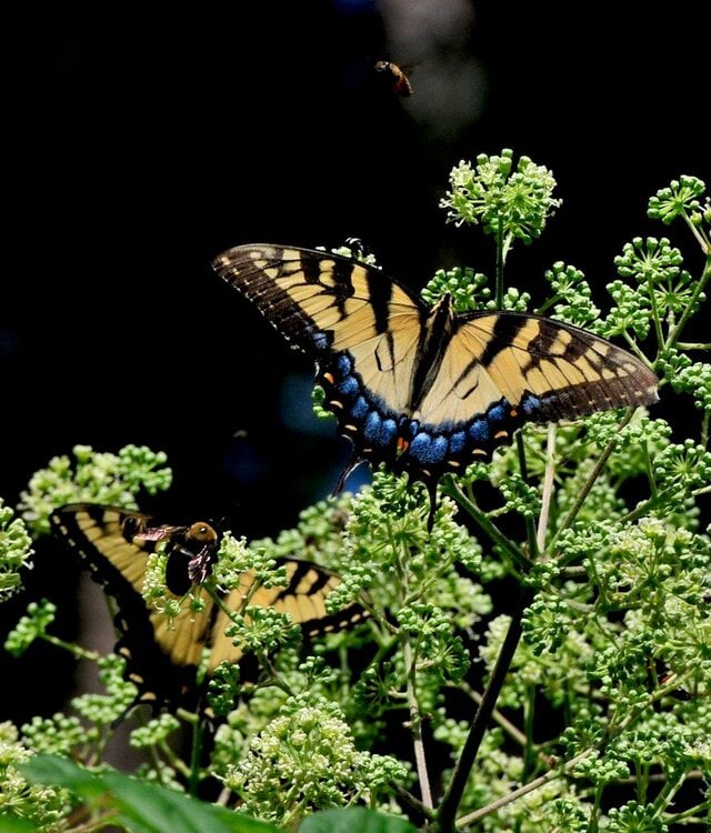 Butterflies in my yard!