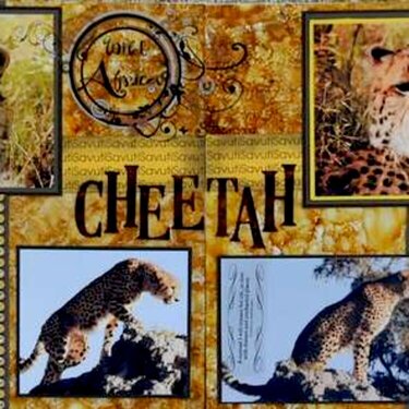 SAFARI - Botswana Cheetah
