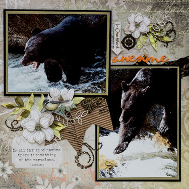 Bears, Anan Creek, Alaska - RIGHT SIDE