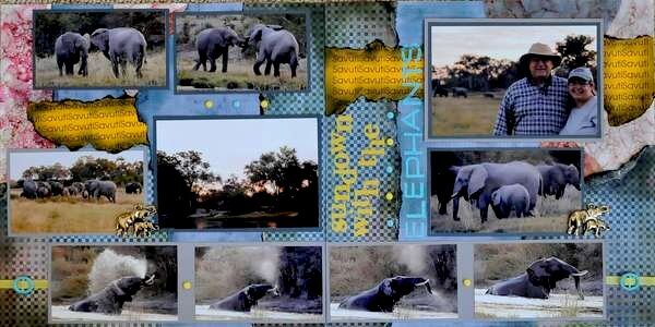 SAFARI - Botswana Elephants. . .