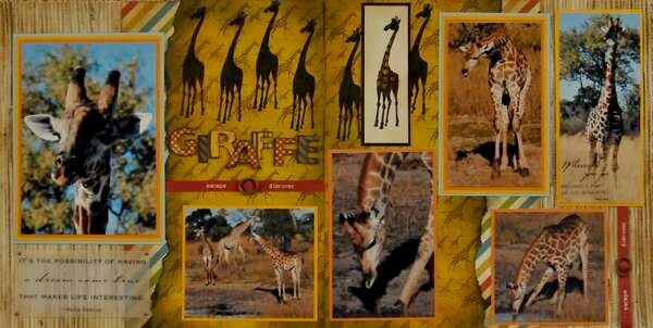 SAFARI - Botswana Giraffe