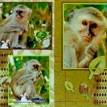SAFARI - Botswana  Monkeys