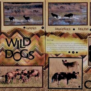 SAFARI - Botswana Wild Dogs