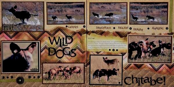 SAFARI - Botswana Wild Dogs