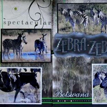 SAFARI - Botswana Zebra