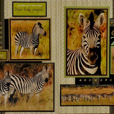 SAFARI - Botswana Zebra (Camp Chitabe)