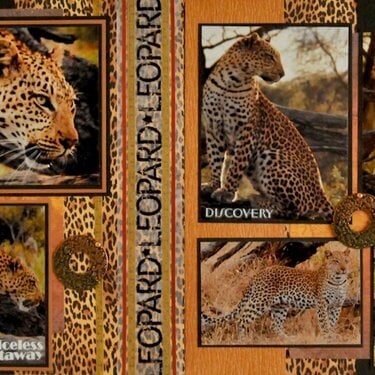 SAFARI - Botswana Leopard!