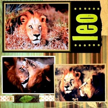 SAFARI:  Leo - Botswana, Africa - LEFT SIDE