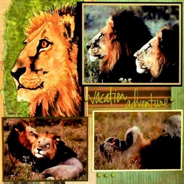 SAFARI:  Leo - Botswana, Africa - RIGHT SIDE