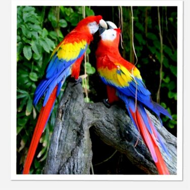 Beautiful Macaws!
