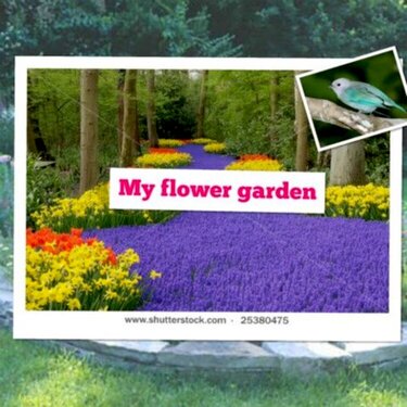 My Flower Garden
