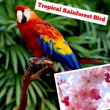 Tropical Rainforest Bird