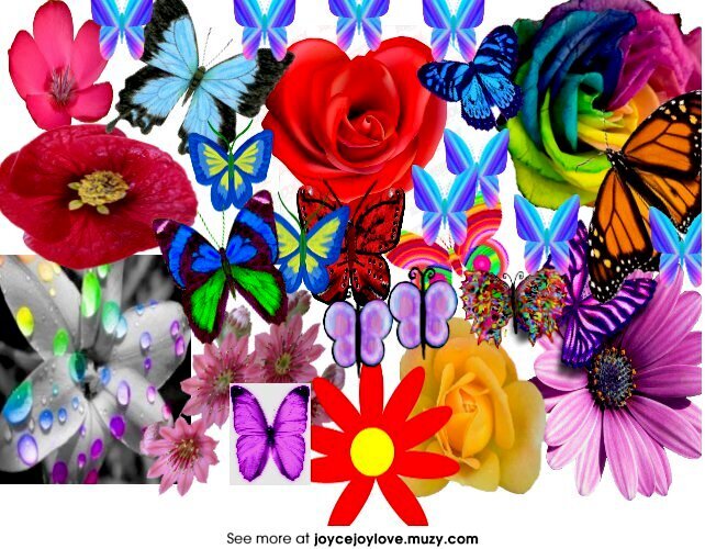 Butterflies &amp; Roses