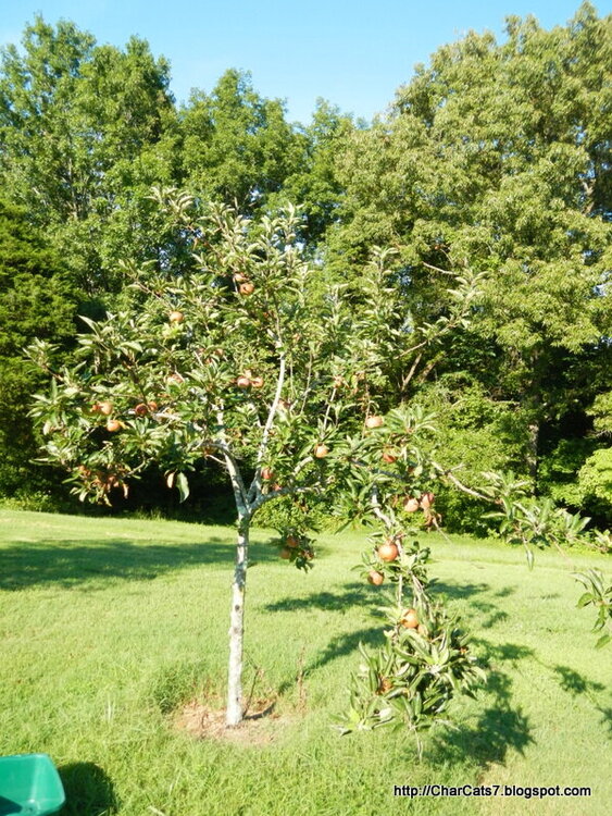Apple Harvest - the tree