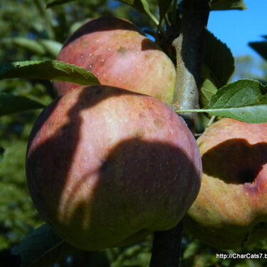 Apple Harvest - on the tree