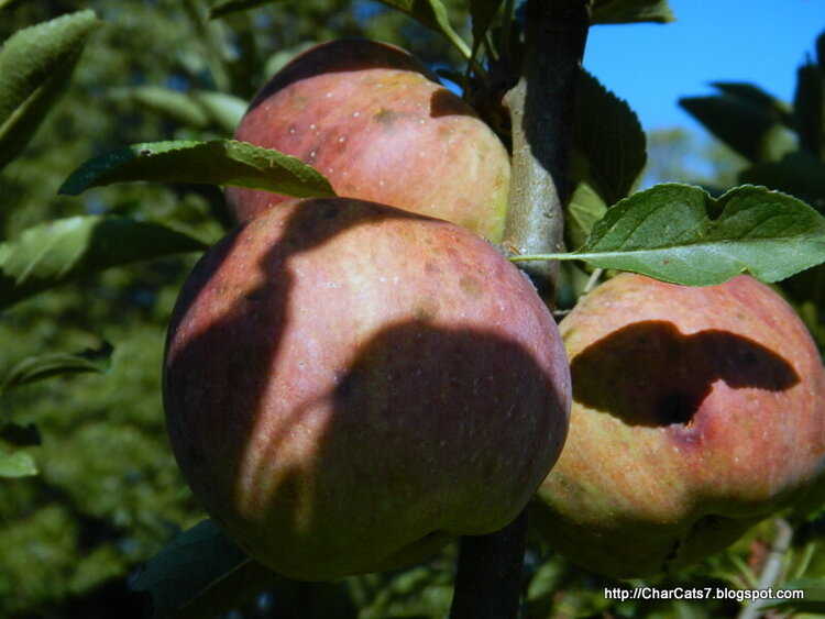 Apple Harvest - on the tree