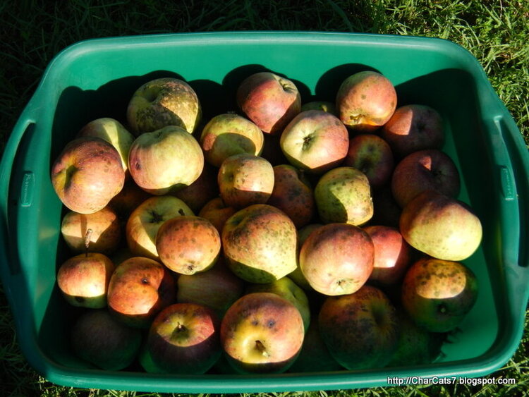 Apple Harvest - the keepers