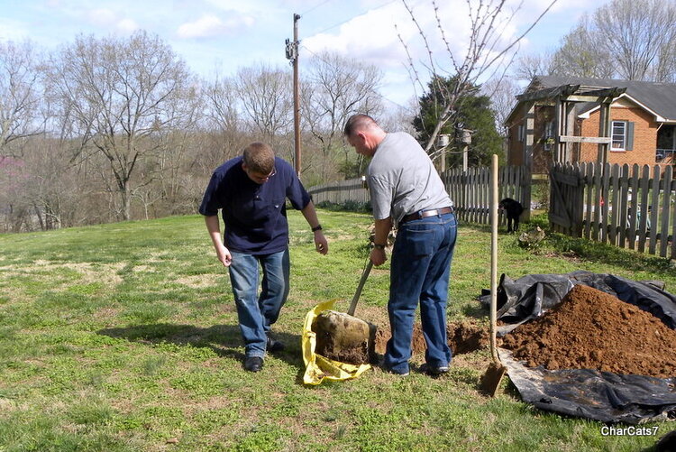 Planting the red bud tree