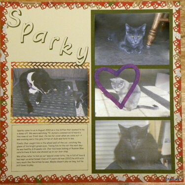 Sparky - our Special Order Kitty