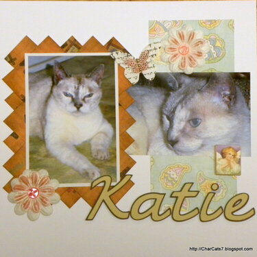 Katie- my angel kitty