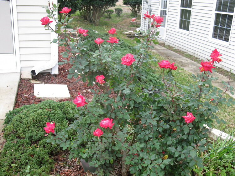 February 2014 Roses!!