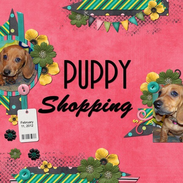 Puppy Shopping