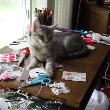 i guess sassy figured, if oreo could lay on my desk, she could too.