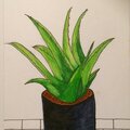 Aloe Vera watercolor