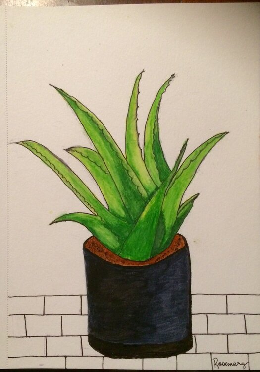 Aloe Vera watercolor
