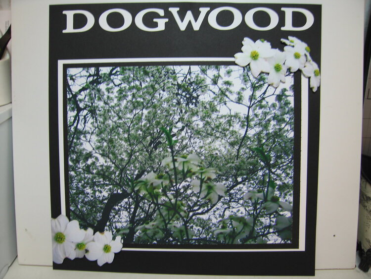 dogwood