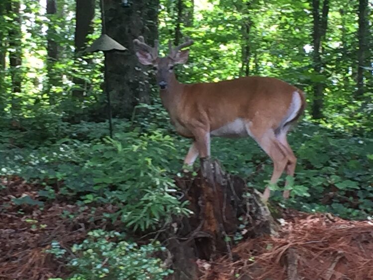 Whitetail Deer