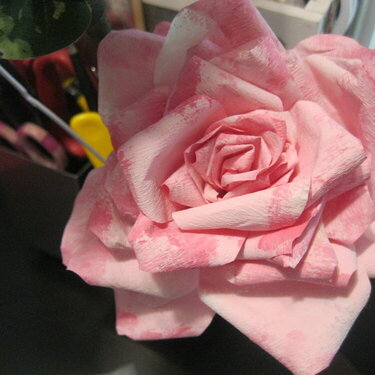 Pink LSH Rose