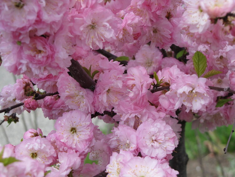 flowering almond