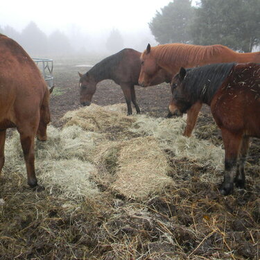 The horses eating
