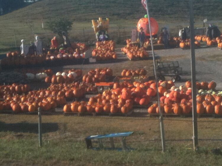 a pumpkin or gouard (squash, etc)