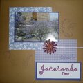Jacaranda Time