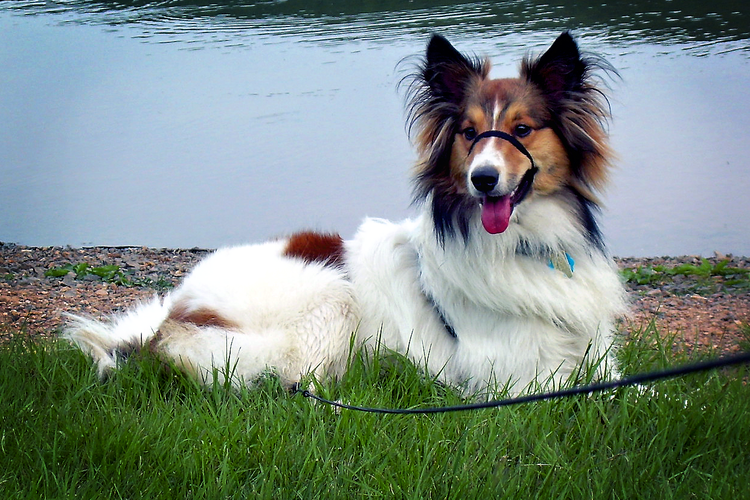 Kosmo by the Lake