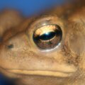 Frogs Eye