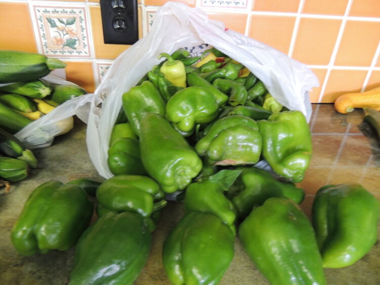 Harvesting our Garden and mini vacation in Thermopolis WY