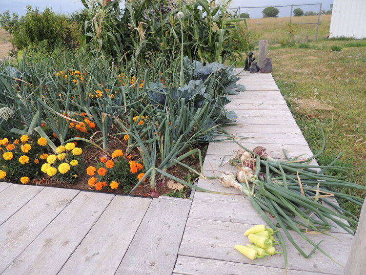 Harvesting our Garden and mini vacation in Thermopolis WY