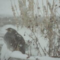 Snowy bird