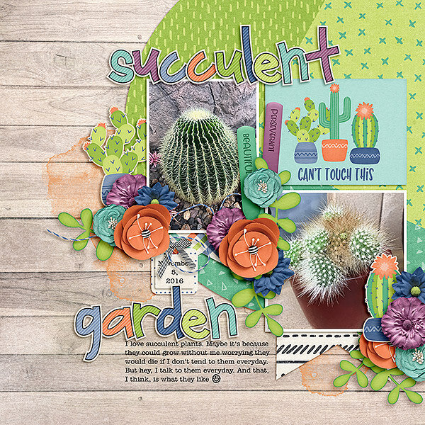 Succulent Garden