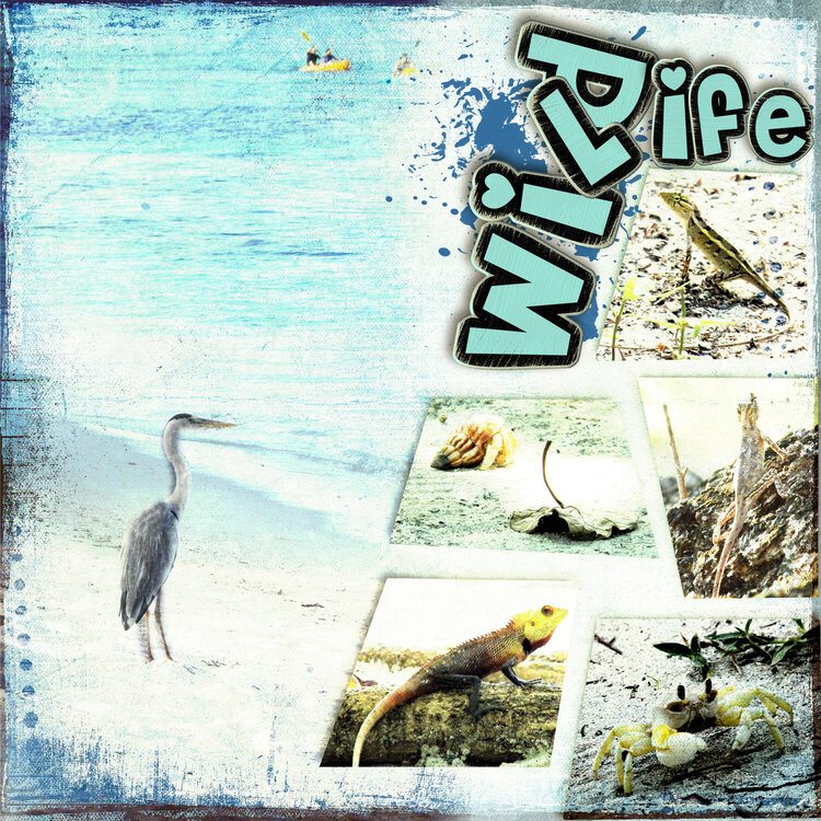 Wildlife on Meeru