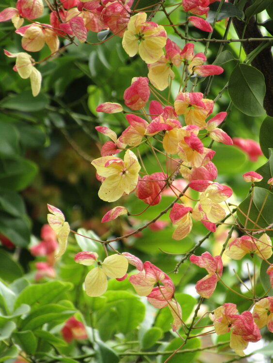 Sweet Flowers