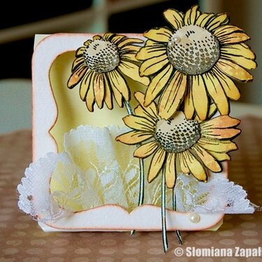 Daisies which look like sunflowers