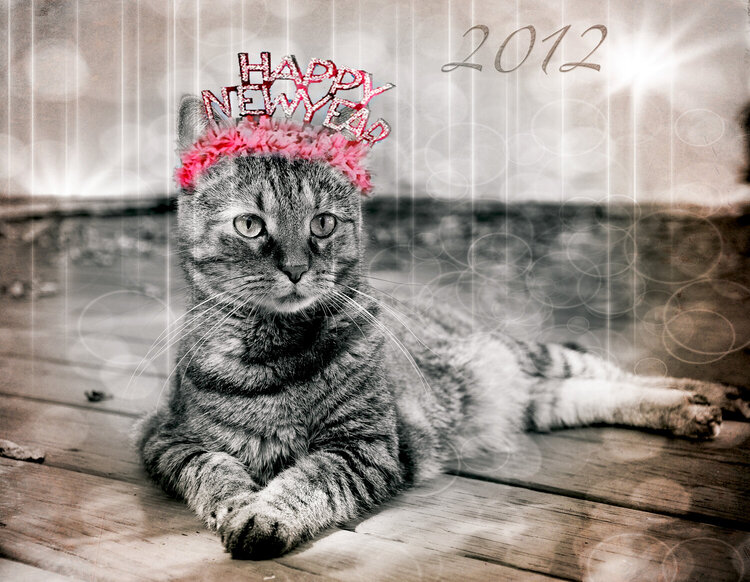 Escape Kitty -Happy New Year Darlins
