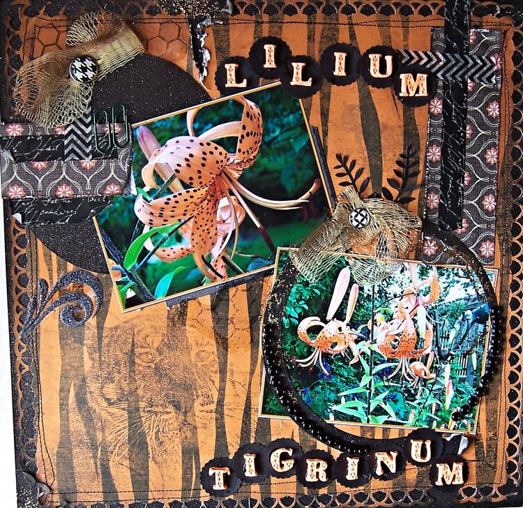Lilium Tigrinum